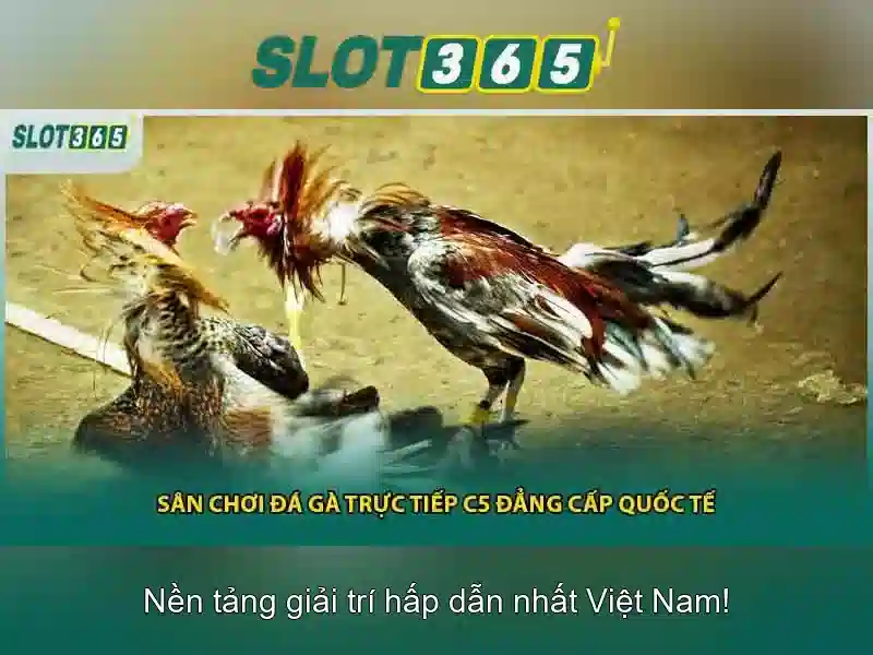 Slot365 – Nền tảng slot trực tuyến phổ biến