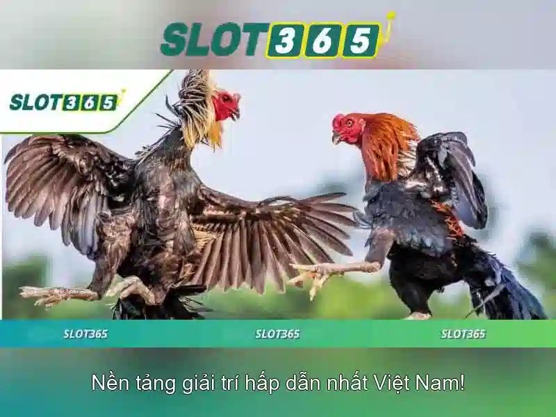 Slot365 – Nền tảng đánh bạc trực tuyến đáng tin cậy