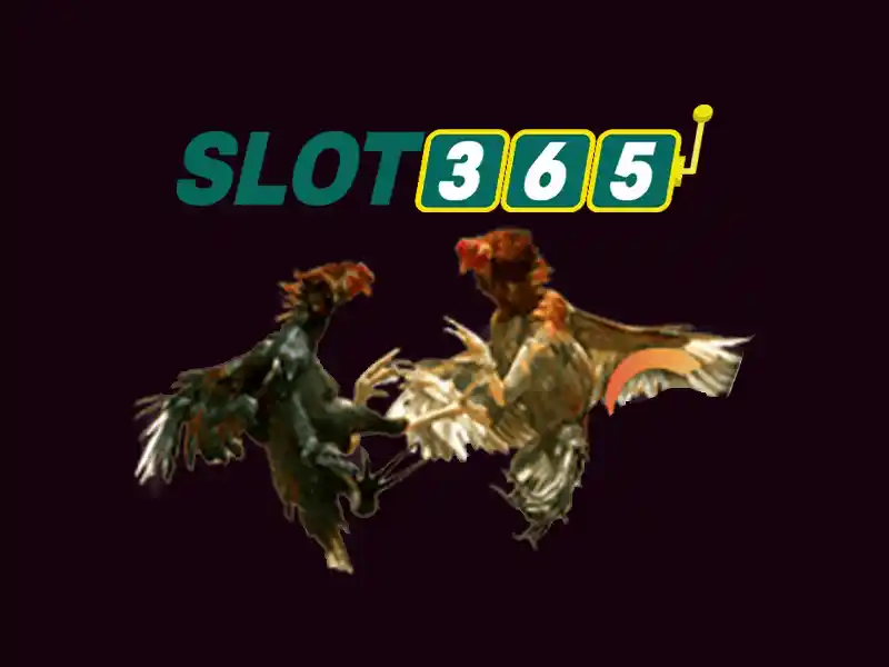 Slot365 app và trải nghiệm người dùng